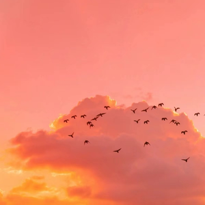 国模叶桐大胆瓣开下部
