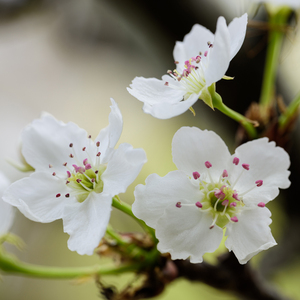 国模叶桐大胆瓣开下部
